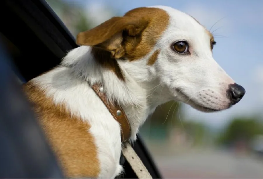 Neuquén: Las mascotas tienen su propio servicio de taxi