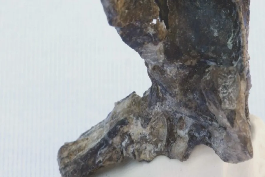 Hallan en la Patagonia argentina restos de un pájaro jurásico