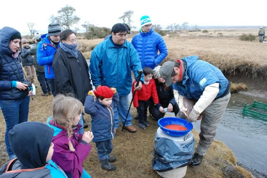 Se realizó la campaña de desove de Trucha Marrón en el río Mimica