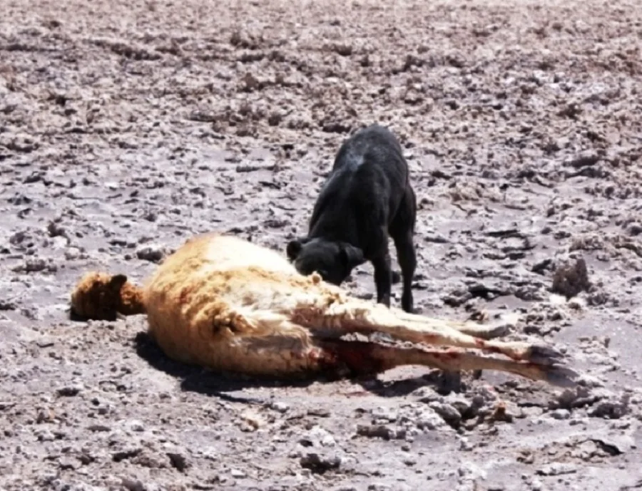 Proponen declarar especie exótica invasora a los perros asilvestrados