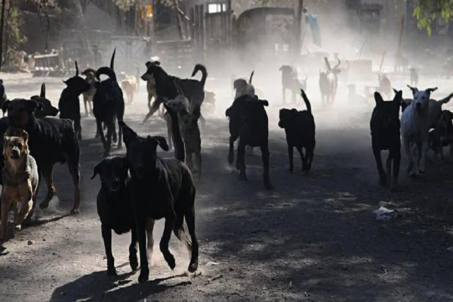 Rubinos: “el control de los perros asilvestrados será de la Provincia”