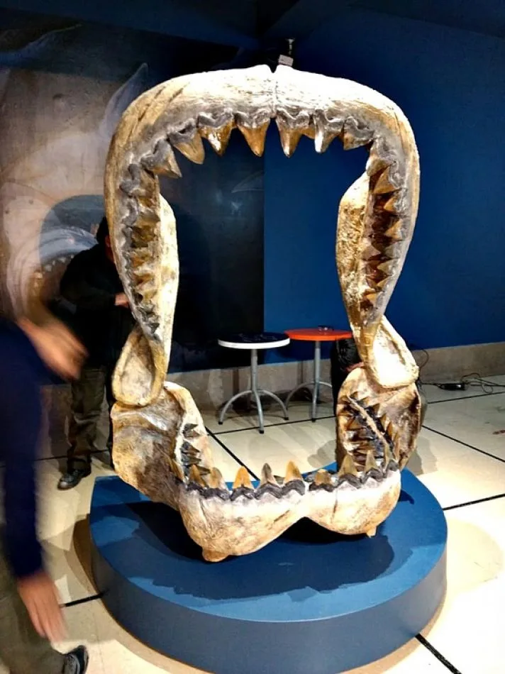 Dentadura de un tiburón gigante.
