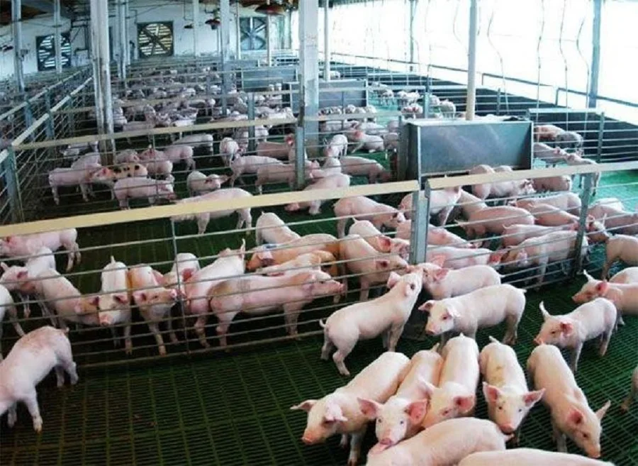 La Pampa prohíbe el ingreso de carne porcina proveniente de EE.UU.