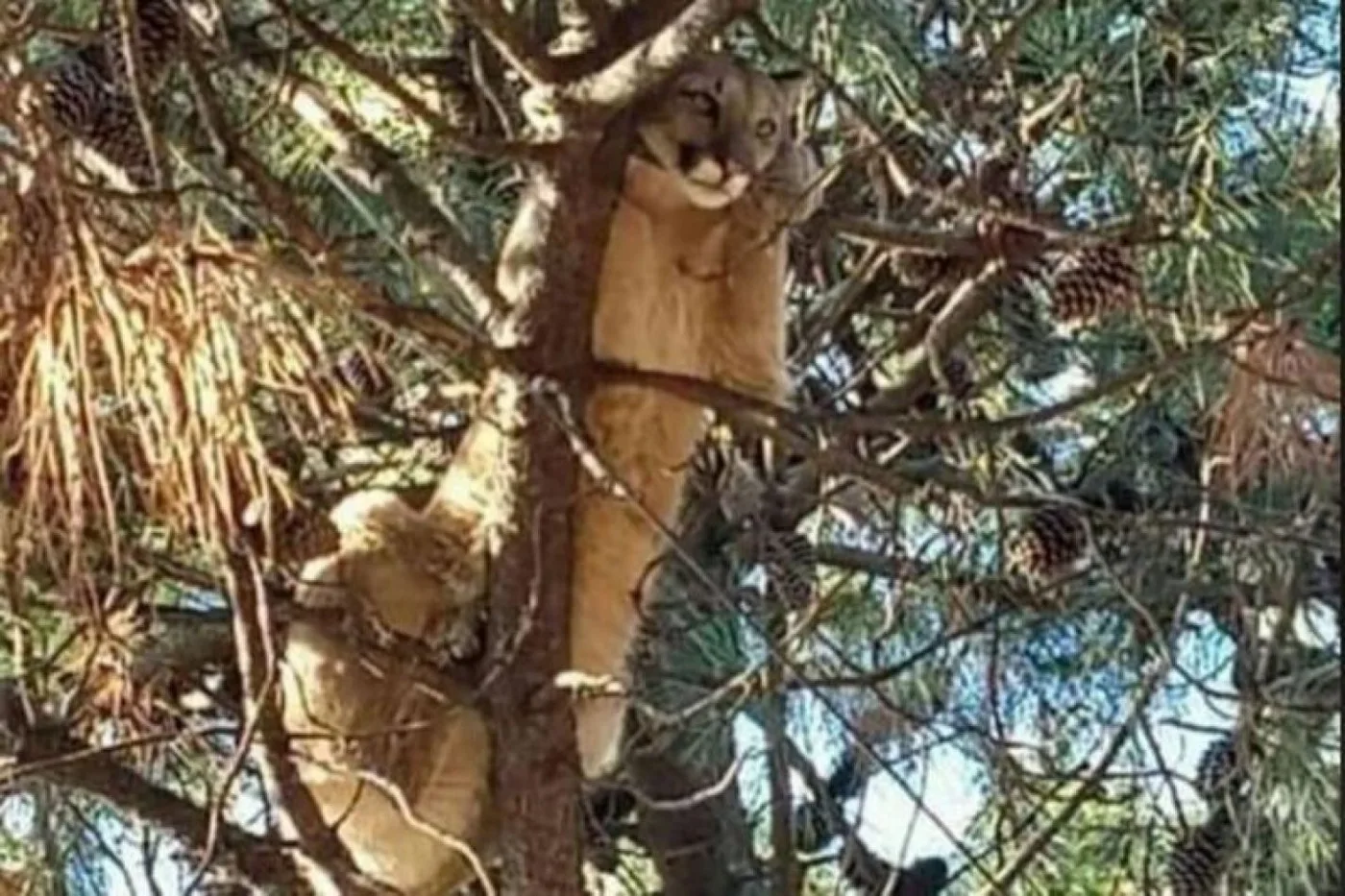 Puma encontrado en la ciudad de Monte Hermoso