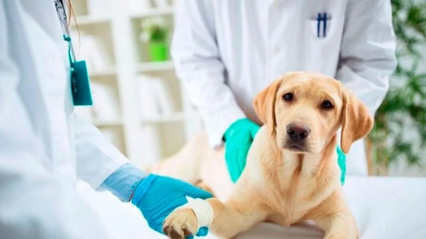Insisten con las Guardias Veterinarias las 24 horas