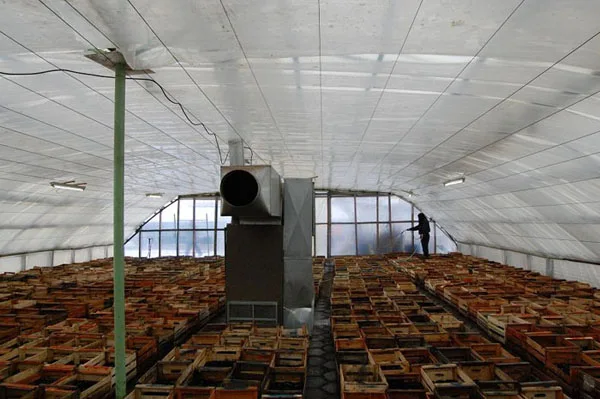 Los plantines, en preparación para ser sembrados en un par de meses.