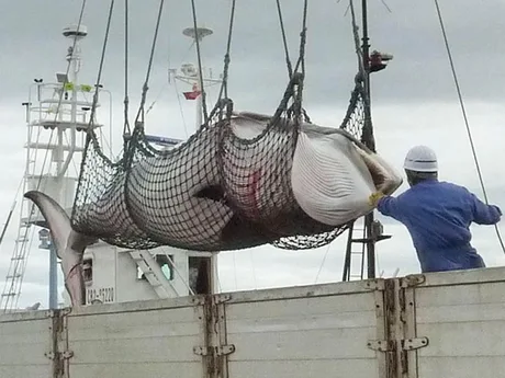 Barco Japones. Caza ilegal