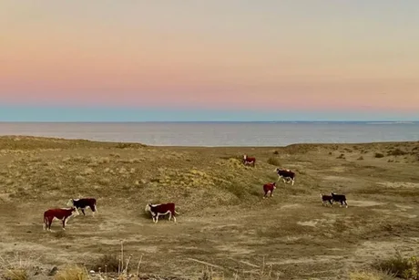 Vacas veranean en las playas vacías de El Doradillo