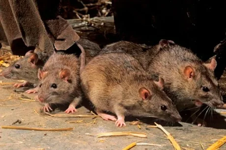 Confirmaron un caso de hantavirus en Bariloche
