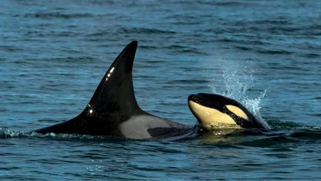 Avistan por primera vez una cría de orcas frente a las costas de Río Negro