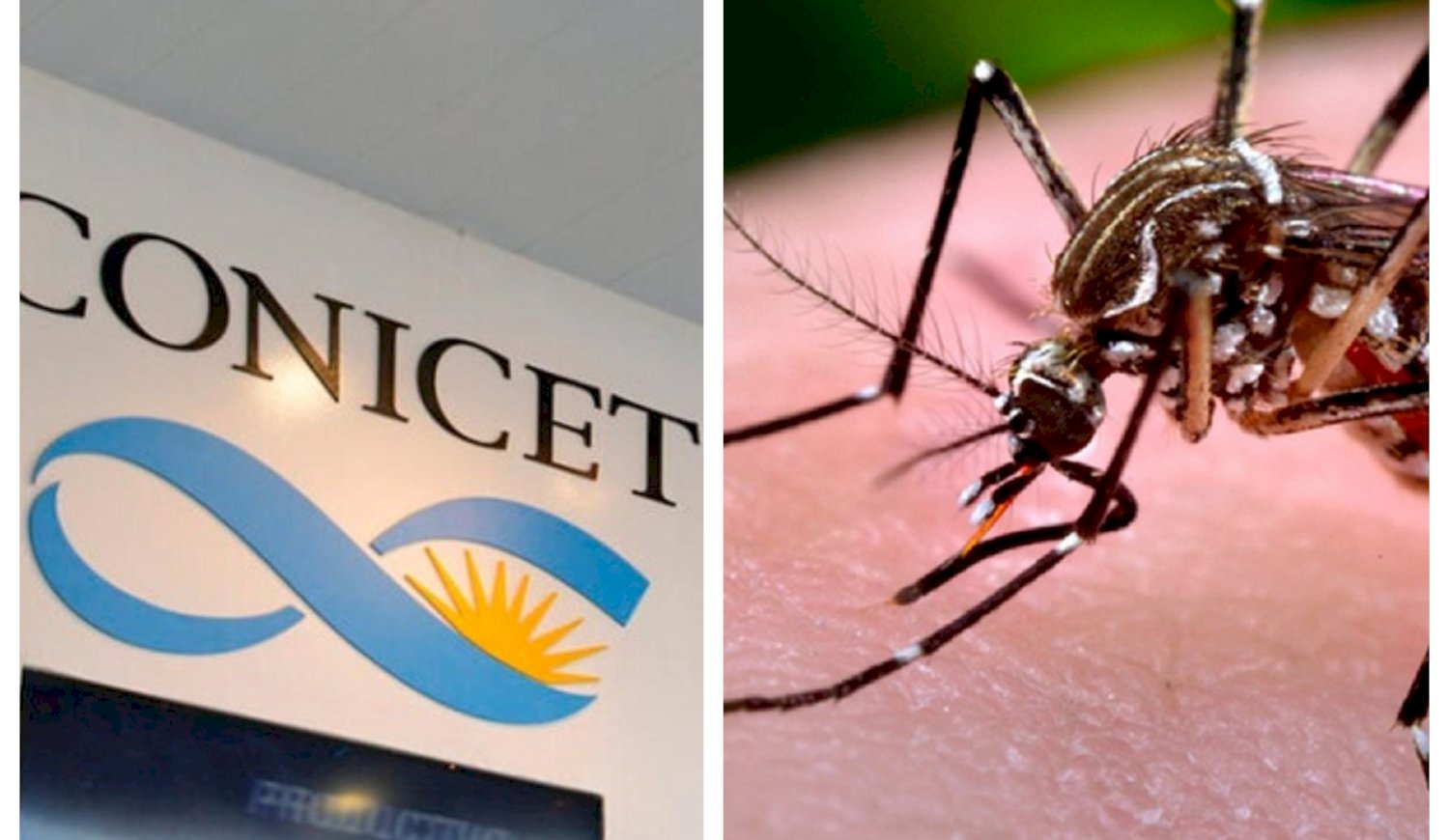 CONICET : Impactante descubrimiento del mosquito que transmite dengue