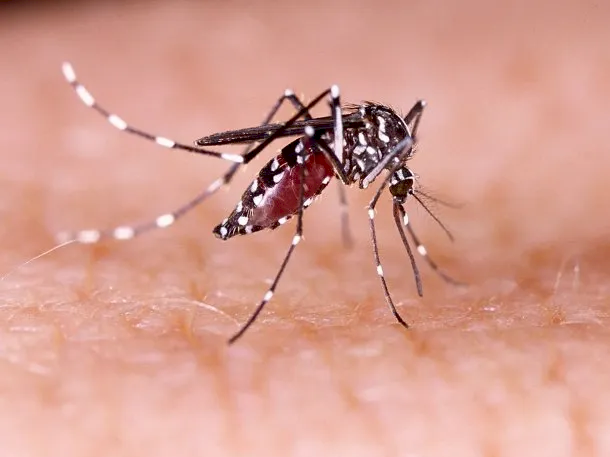 Confirman 238 muertes y 333 mil casos de dengue en Argentina.