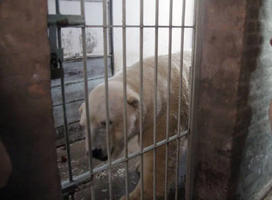 Murió Arturo, el oso polar del zoológico de Mendoza