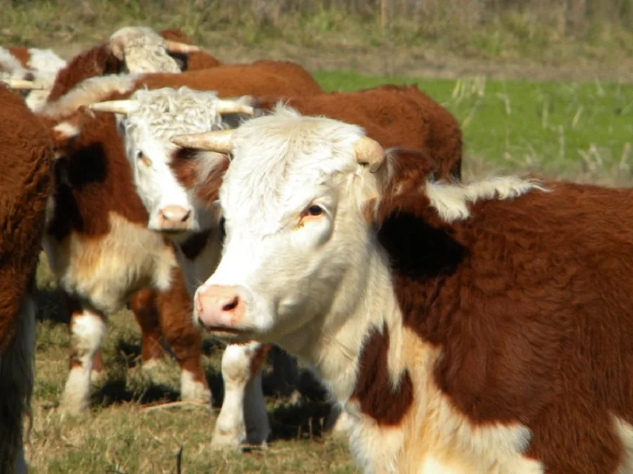 En Argentina eliminan el gen de la vaca loca