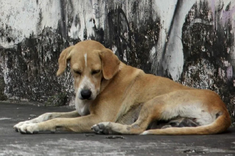 Holanda es el primer país del mundo sin perros callejeros