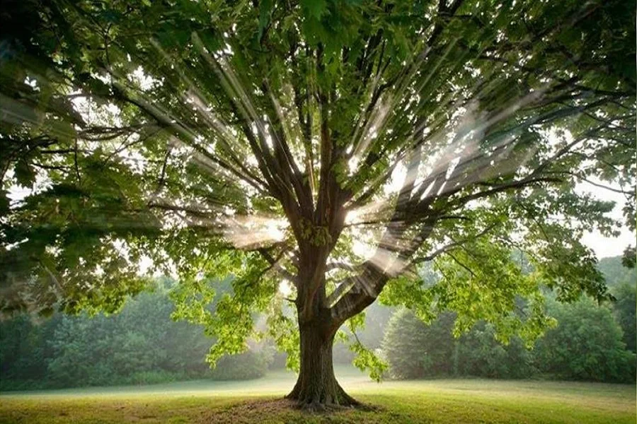 Llega la Semana del Árbol y todos podemos participar
