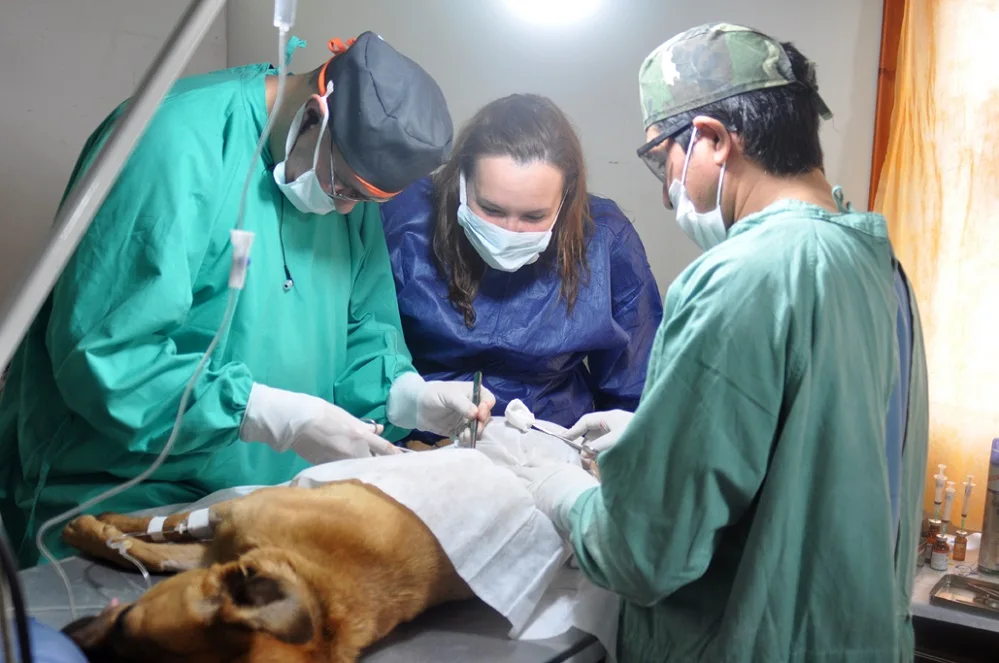 Exitosa campaña de esterilización y castración en el barrio de chacra Xl
