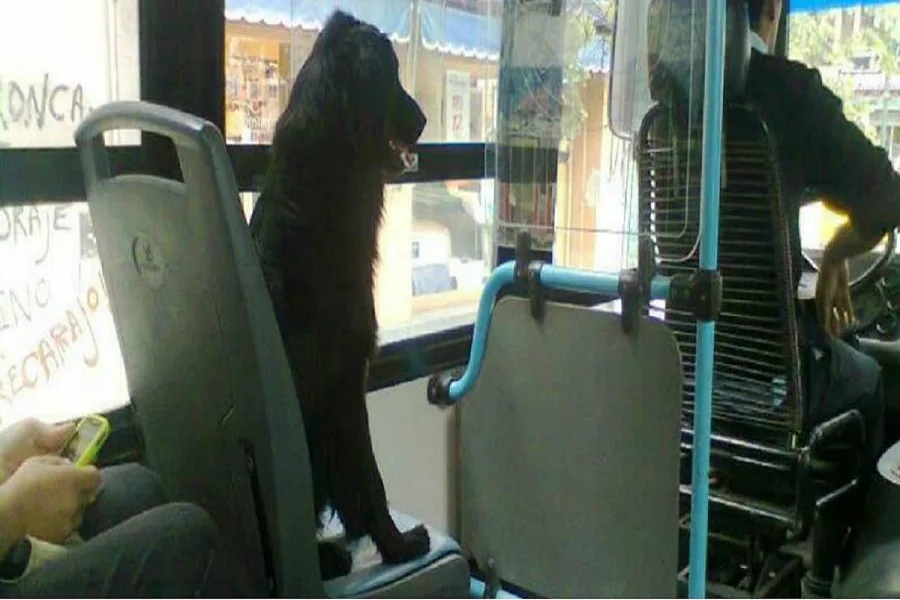 En Rosario los perros podrán viajar en colectivo