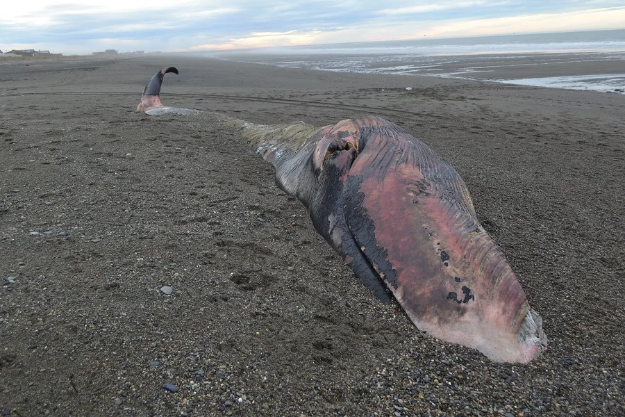 A mes de un mes del varamiento, la ballena aún se descompone en la playa