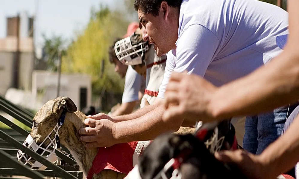 Proteccionistas impiden en Río Negro una carrera de galgos