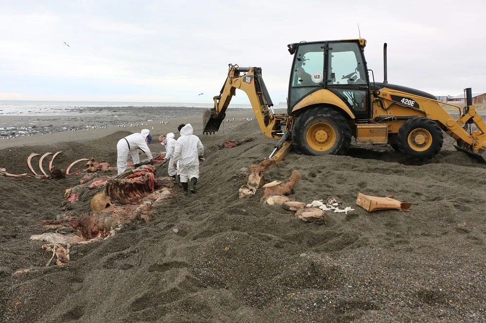El Municipio trabaja en la limpieza y traslado de los restos de la ballena fín
