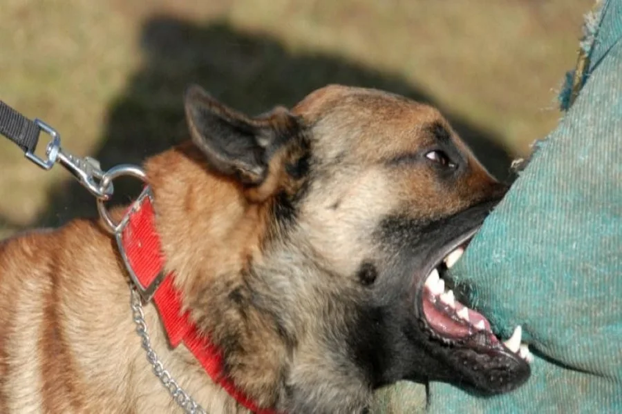 Ushuaia implementará un protocolo de acción para casos de mordeduras de perros