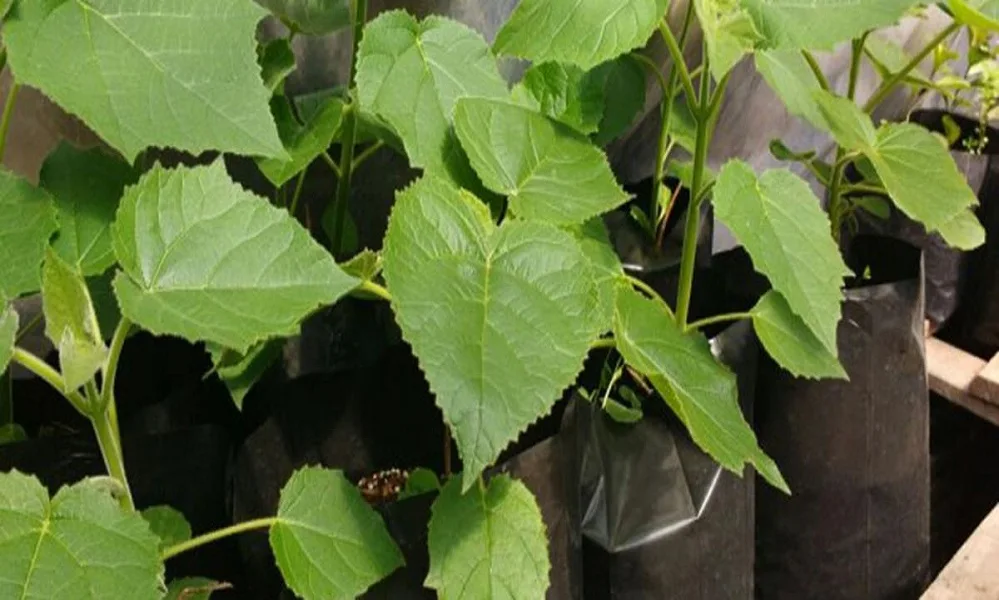San Luis produce más de 100 mil plantas para combatir el cambio climático