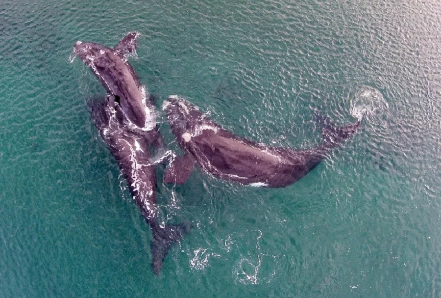 Rechazan la creación de un santuario de ballenas en el Atlántico Sur