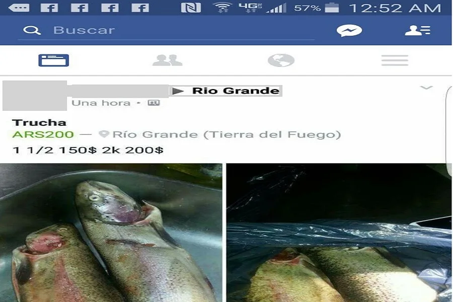Decomiso y actas a vendedor de truchas salvajes por facebook 