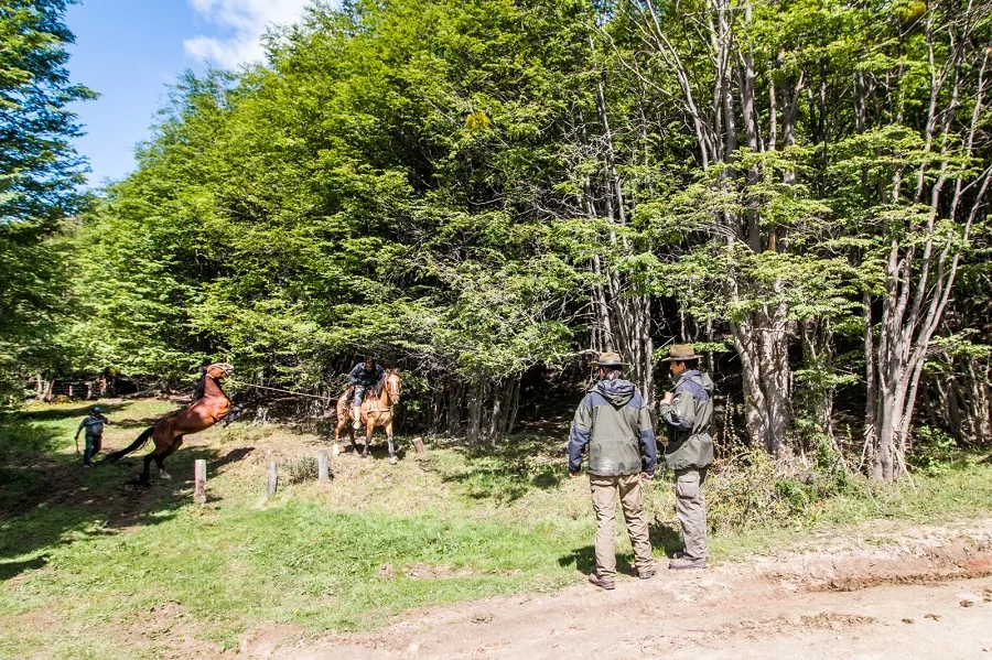 Ushuaia: El Municipio capturó 8 caballos en el Parque Nacional