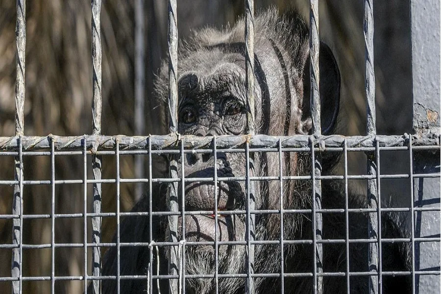 Trasladarán a una chimpancé del zoo de Mendoza a un santuario en Brasil