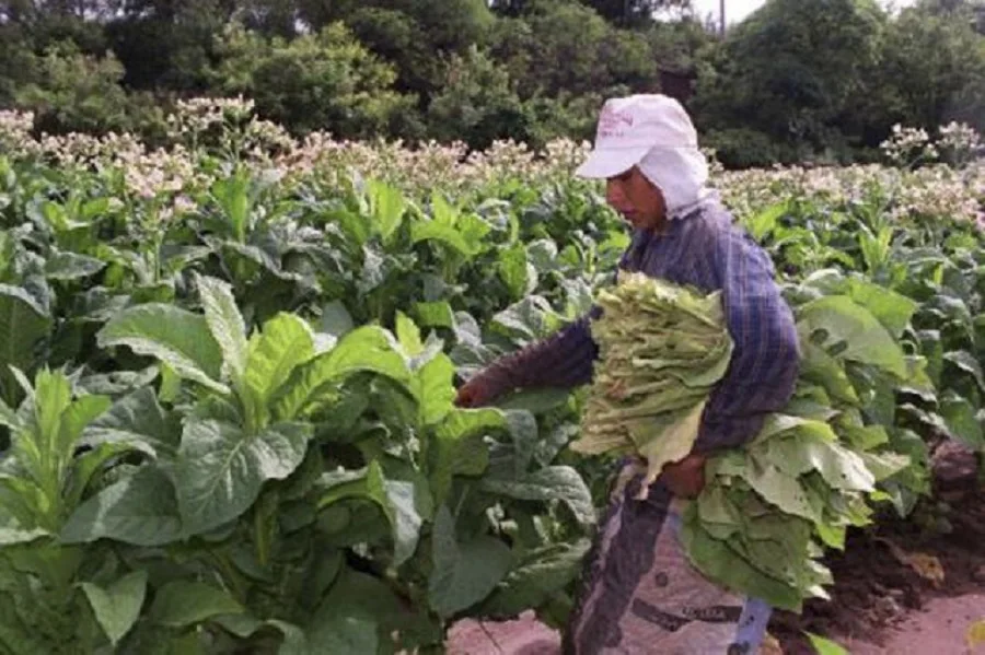 El Norte, en guardia: El Gobierno quiere quedarse con $1.500 millones del tabaco