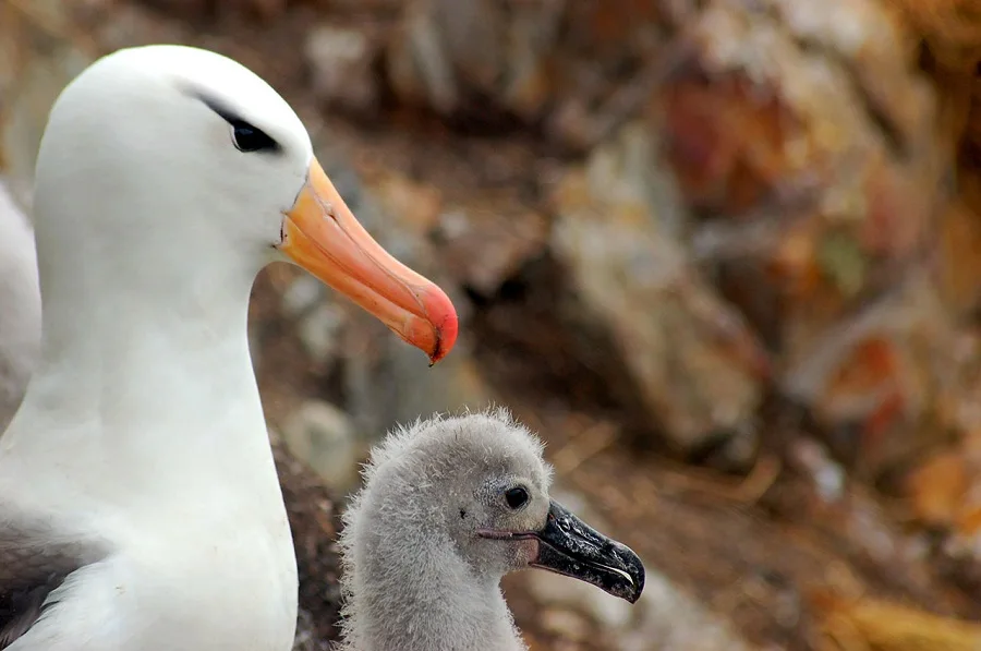 Científicos trabajan en la conservación del Albatros Ceja Negra
