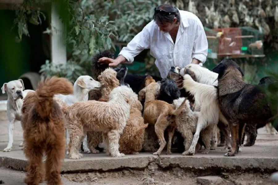 Santa Fé: Dispondrán de cuchas públicas para unos 30.000 perros abandonados