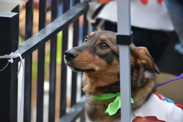 Impulsada por Paulino Rossi, se llevó adelante una jornada de adopción de mascotas