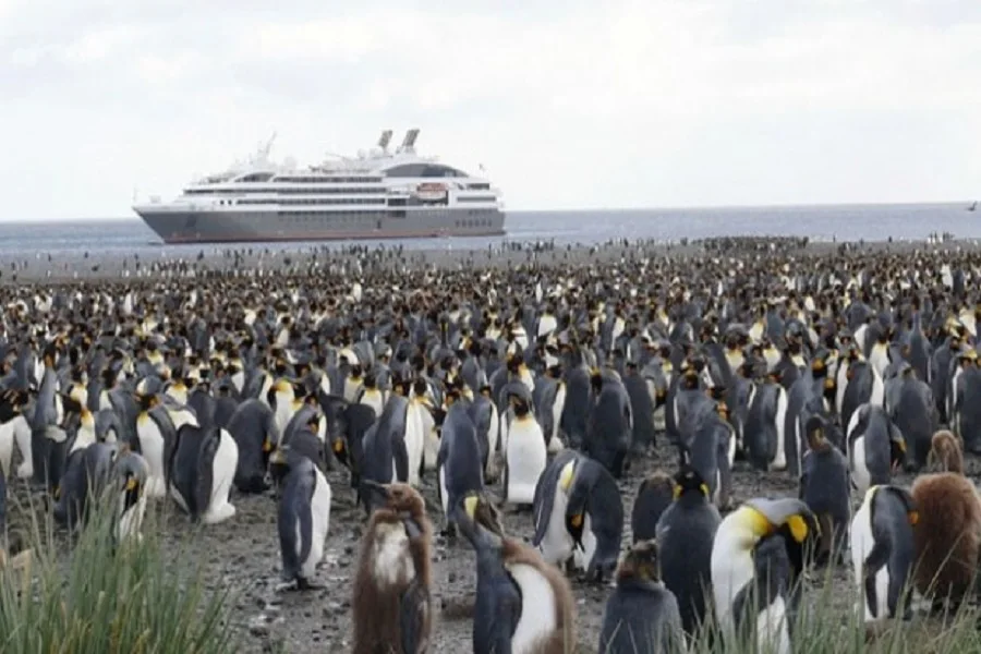 Antártida: Los pingüinos transportan contaminantes por el impacto humano