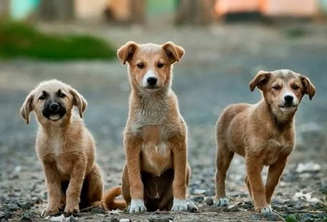 Proponen instalar frigoríficos para comercializar carne de perro