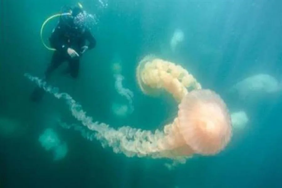 Aparecen medusas gigantes en la costa de Puerto Madryn
