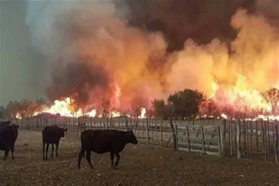  Incendios forestales: 230 mil hectáreas quemadas en Mendoza y La Pampa