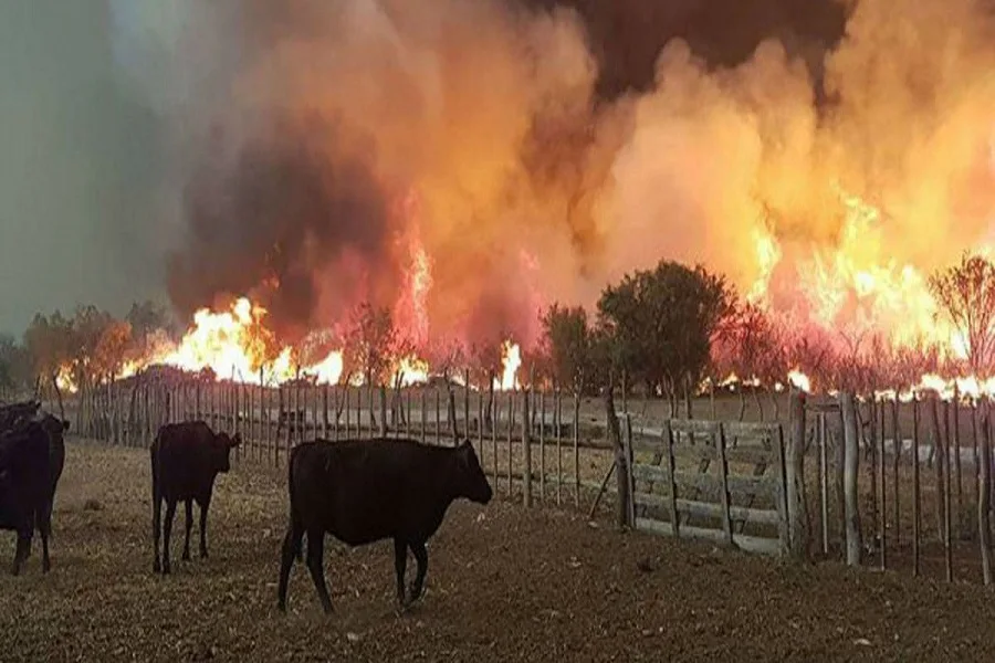 Mendoza: Lanzan una colecta para ayudar a los animales afectados por el incendio