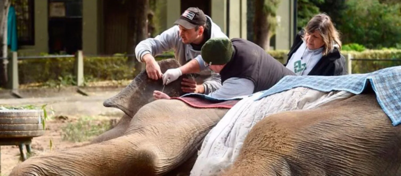 La elefanta Pelusa del zoológico de La Plata se encuentra en la etapa final de su vida