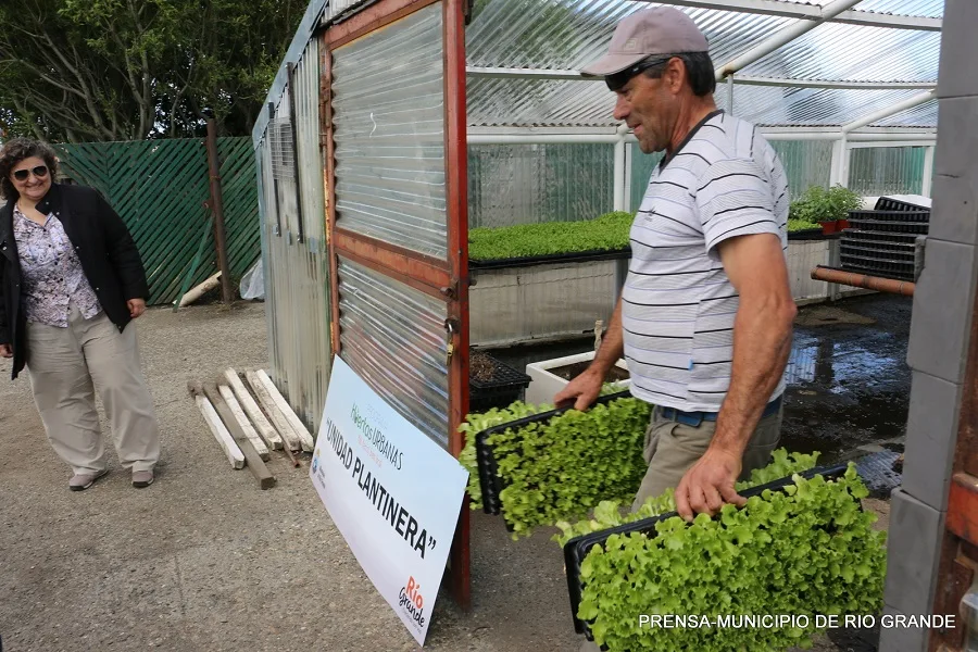 Huertas urbanas: Nueva entrega de plantines a productores