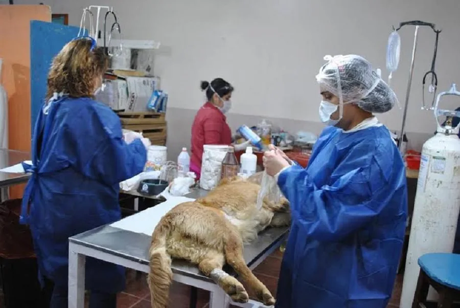 Zoonosis trabaja con los vecinos para cuidar de sus mascotas.