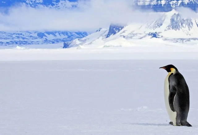 Clima: Más nieve en la Antártida provoca baja del calentamiento