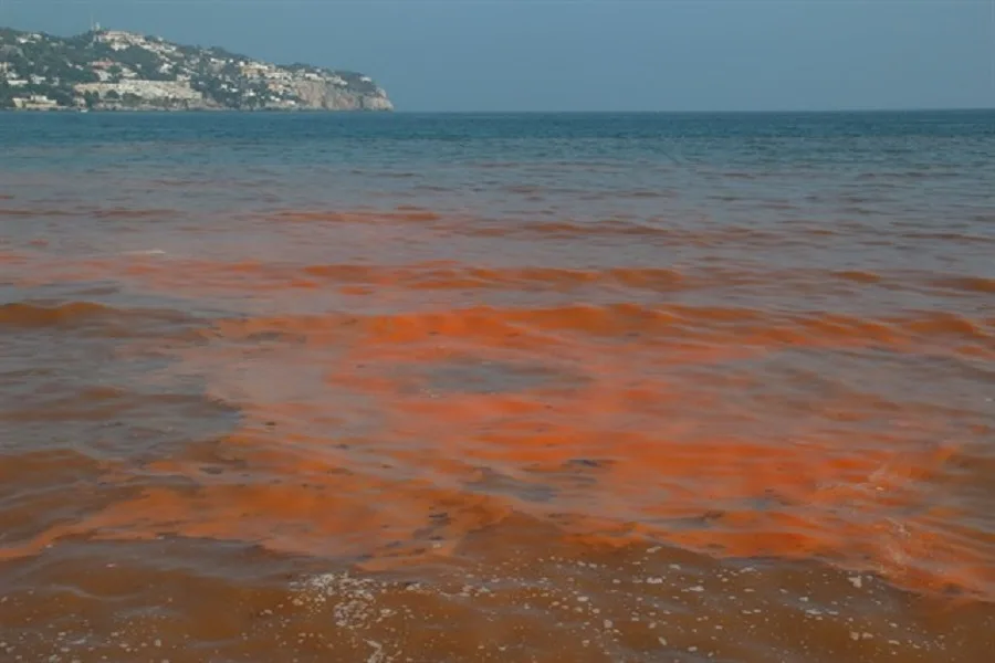 Marea roja: Se declara la veda en toda la extención del litoral marítimo provincial