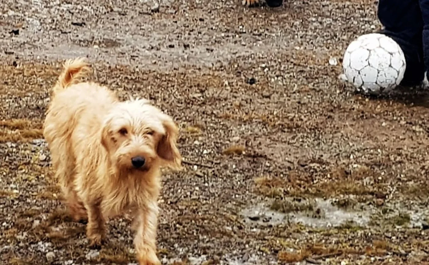 El perrito que habría sido baleado.