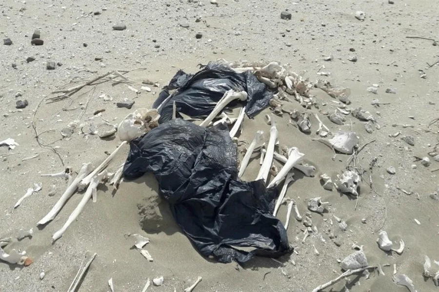 Restos humanos en playas de Península Valdés