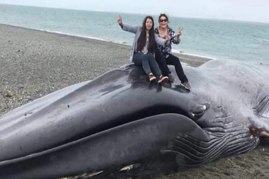 Chilenos se sacaron fotos y escribieron sobre una ballena varada