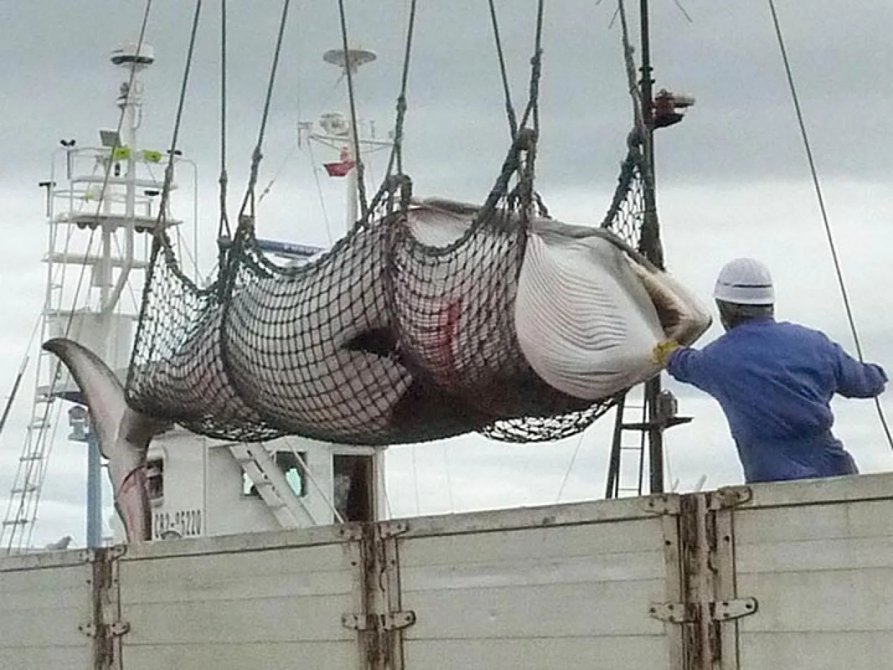 Barco Japones. Caza ilegal