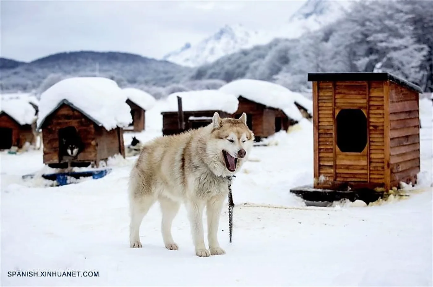 Un husky siberiano caminando en el criadero "Siberianos de Fuego", en cercanías a la ciudad de Ushuaia.